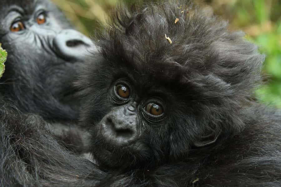 Kigali: Rwanda Gorilla Tracking in Volcanoes National Park - Why the 4:30am departure matters