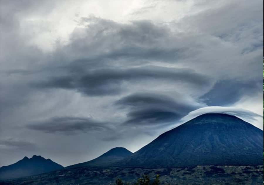 Kigali: Rwanda Gorilla Tracking in Volcanoes National Park - One hour with a mountain gorilla family