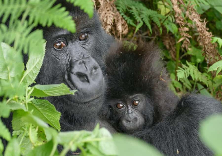 Kigali: Rwanda Gorilla Tracking in Volcanoes National Park - Coffee, rules, and the first look at the volcanoes