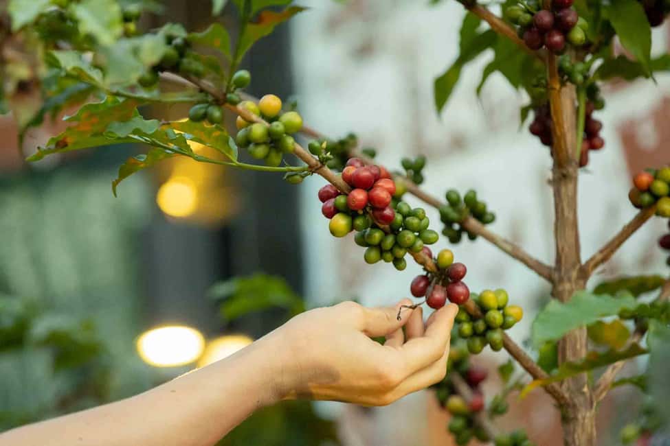 Kigali: Traditional Coffee Experience ( Bean to Brew) - Brewing your own Rwandan coffee