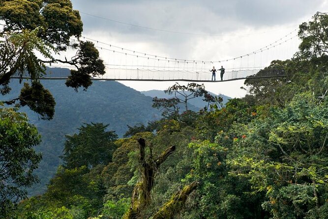 Nyungwe exploration - Why This Experience Is More Than Birdwatching