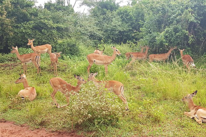 One-day Akagera National Park Game Drive with a Choice 4x4 - Six hours inside Akagera National Park