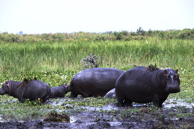 One-day Akagera National Park Game Drive with a Choice 4x4 - What the picnic lunch and onboard facilities add
