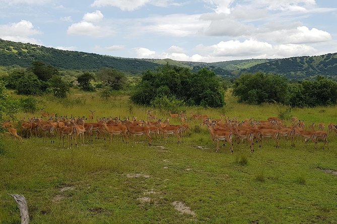 One-day Akagera National Park Game Drive with a Choice 4x4 - Who will enjoy this safari most?