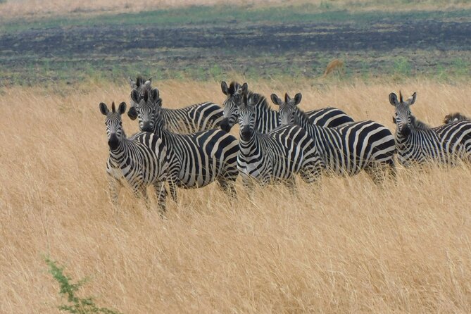 One Day Akagera Safari From Kigali - Key points before you book