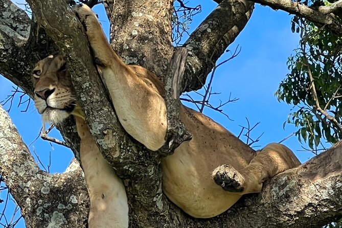 One Day Akagera Safari From Kigali - Why Akagera works as a Kigali day trip