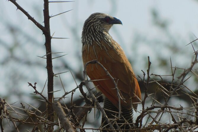 One Day Akagera Safari From Kigali - Animals you might see during the game drive