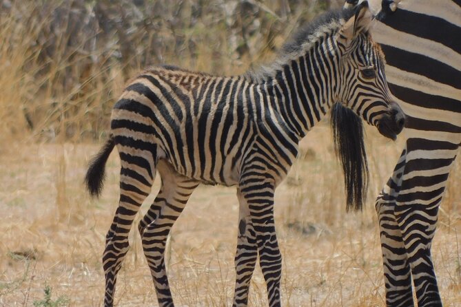 One Day Akagera Safari From Kigali - Lake Ihema and the southern park