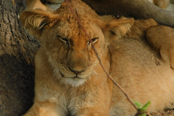 One Day Akagera Safari From Kigali - Guides who shape the day