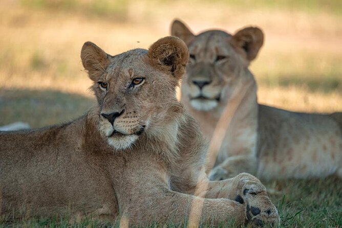 One Day Akagera Wildlife Safari - Key Points Before You Book