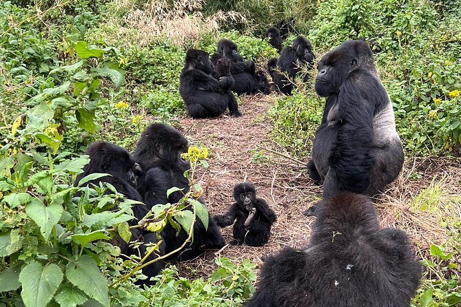 One Day Gorilla Trekking Rwanda & Iby'iwacu Cultural Village - Key points to know before booking