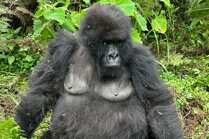 One Day Gorilla Trekking Rwanda & Iby'iwacu Cultural Village - Iby’iwacu Cultural Village after the forest