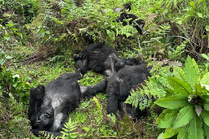 One Day Gorilla Trekking Rwanda & Iby'iwacu Cultural Village - Who should book this experience?