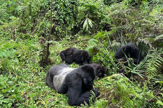 One Day Gorilla Trekking Rwanda & Iby'iwacu Cultural Village - The 7:00 a.m. gorilla briefing at Kinigi