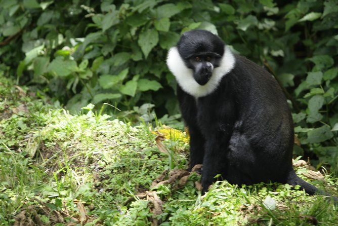 One Day Nyungwe National Park Tour& Canopy walk (2 Pax Min) - The Igishigishigi trail and canopy walkway