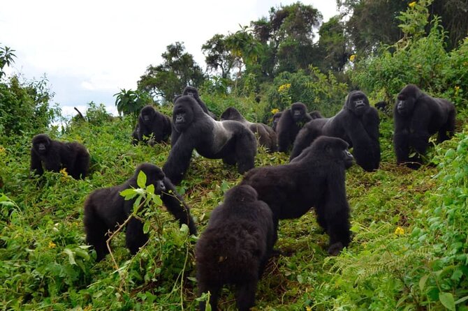 One Day Private Gorillas Tracking in Volcanoes National Park - One hour with a mountain gorilla family