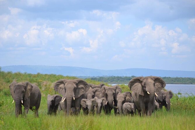 Private 1 Day Akagera Big Five Safari with pick up and lunch. - A 5:30 am start from Kigali