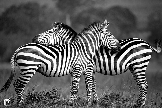 Private 1 Day Akagera Big Five Safari with pick up and lunch. - A private 4x4 makes a difference