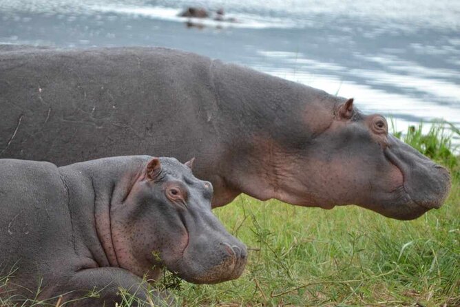 Private 1 Day Akagera Big Five Safari with pick up and lunch. - Lunch, water, and what you still need to pay for