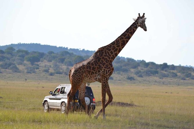 Private 1 Day Akagera Big Five Safari with pick up and lunch. - What the $440 price really buys