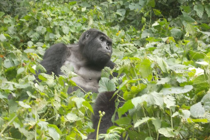 Private 2 Days Volcano Golden Monkey and Bwindi Gorilla Trek - Key points to know before booking