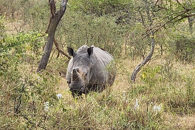 Private Full-Day Tour Akagera Game Drive - Lunch, bottled water, and the practical comfort level
