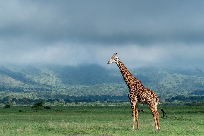 Private Full-Day Tour Akagera Game Drive - The long return to Kigali
