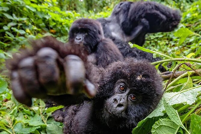 Private Gorilla Trekking Transfer from kigali to Volcanoes N.Park - Lunch and the return to Kigali