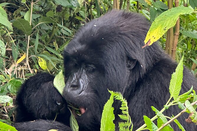 Private Gorilla Trekking Transfer from kigali to Volcanoes N.Park - How the $350 price earns its value