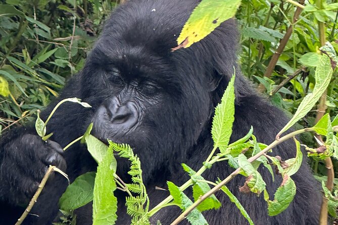 Private Gorilla Trekking Transfer from kigali to Volcanoes N.Park - Who this private transfer suits best