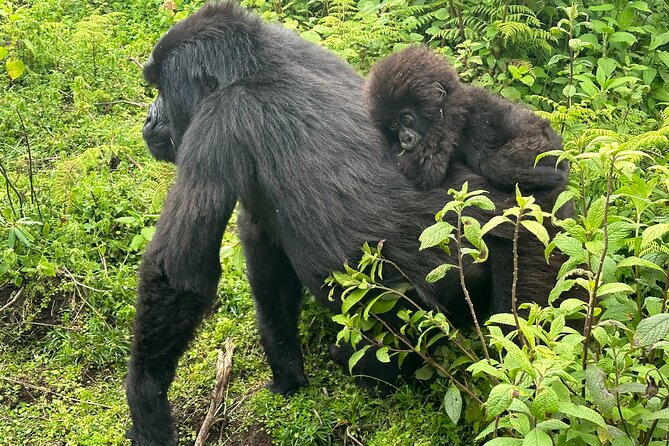 Private Gorilla Trekking Transfer from kigali to Volcanoes N.Park - Should you book this gorilla transfer?