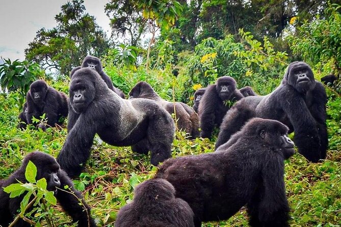 A mountain gorilla family in the bamboo of Volcanoes National Park