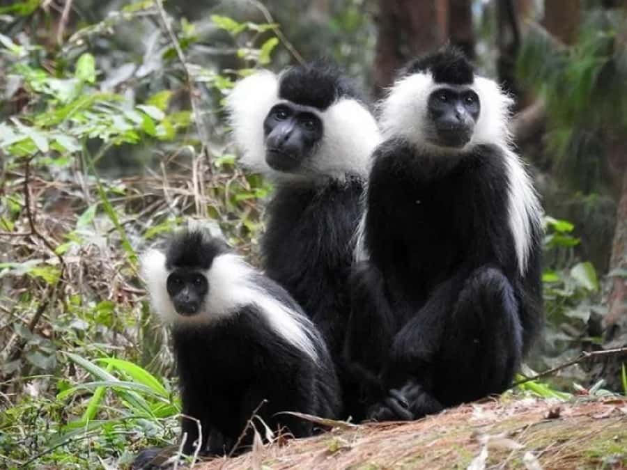 Rwanda: 3-Day Chimpanzee Trekking, Canopy, and Lake Kivu … - From Kigali to Nyungwe in about five hours