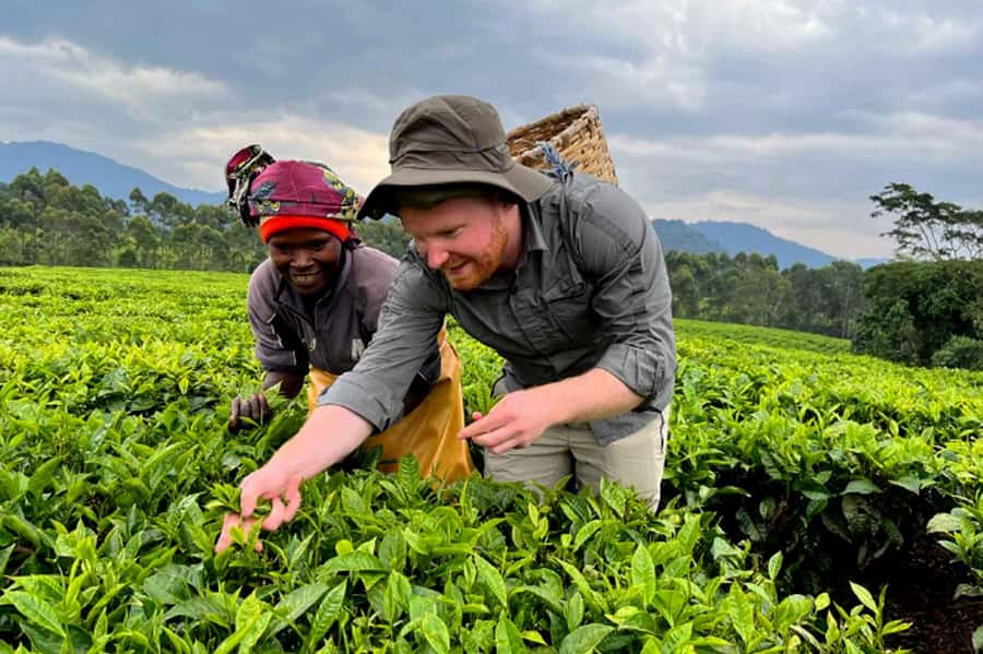 Rwanda: 3-Day Chimpanzee Trekking, Canopy, and Lake Kivu … - Tea, then a change of scenery toward Lake Kivu