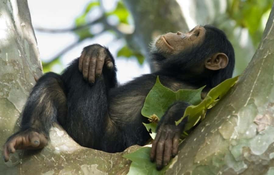 Rwanda: 3-Day Chimpanzee Trekking, Canopy, and Lake Kivu … - A boat morning around Lake Kivu