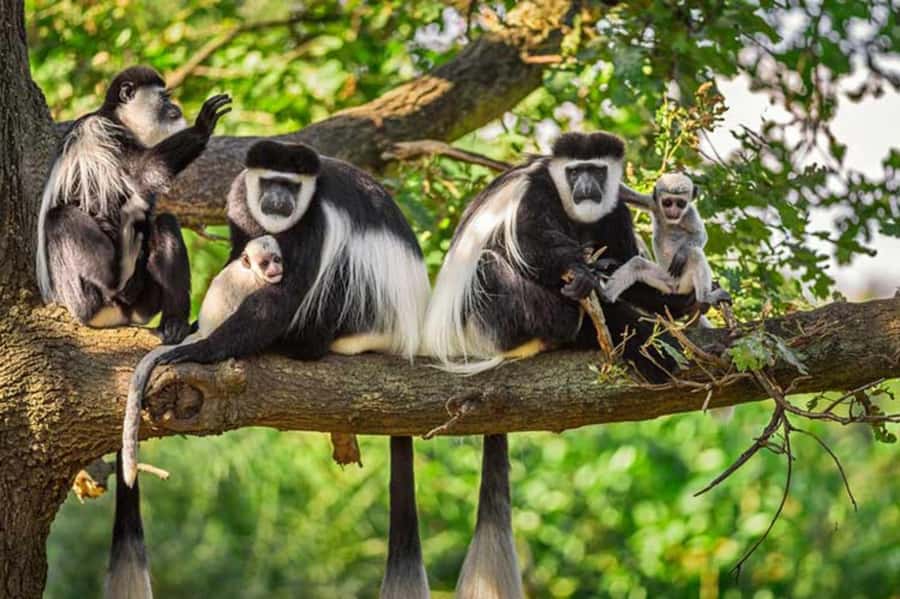 Rwanda: 3-Day Chimpanzee Trekking, Canopy, and Lake Kivu … - What $860 per person really covers