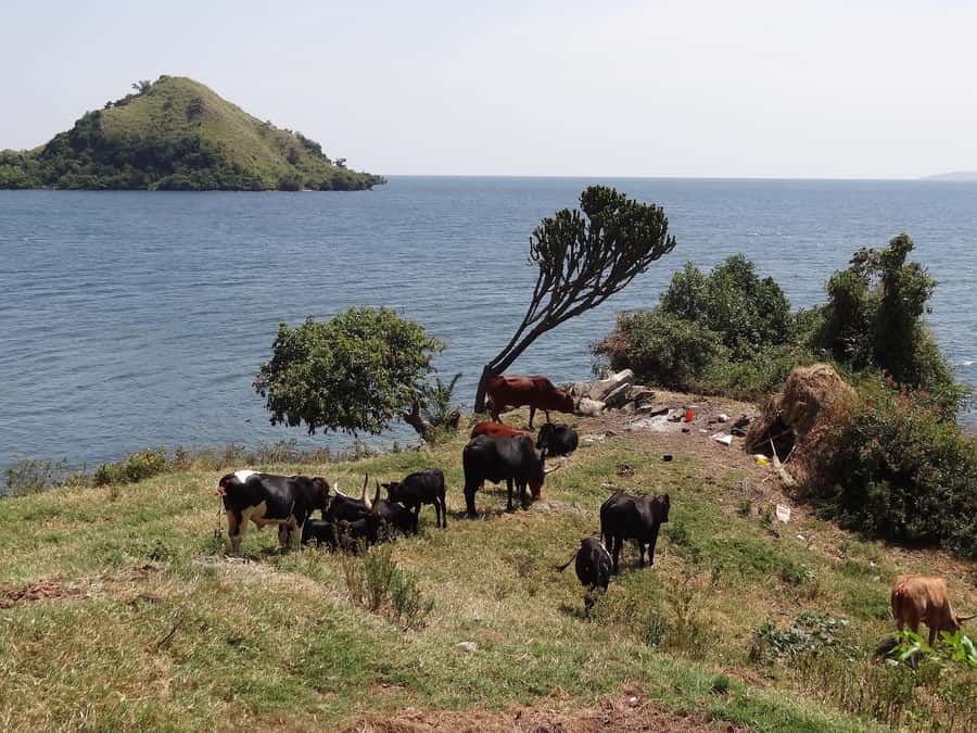 Rwanda: 3-Day Chimpanzee Trekking, Canopy, and Lake Kivu … - Who will enjoy this three-day route most