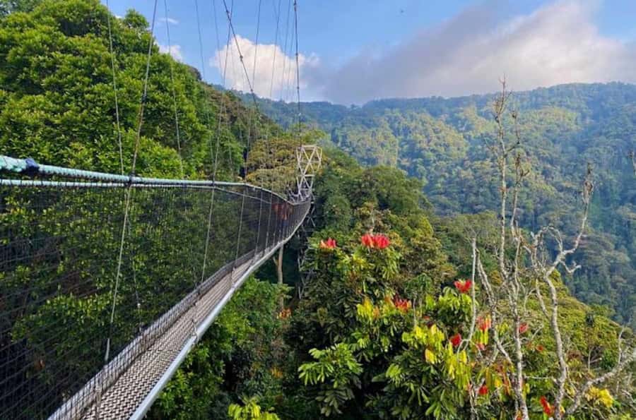 Rwanda: 3-Day Chimpanzee Trekking, Canopy, and Lake Kivu … - Booking advice before you commit