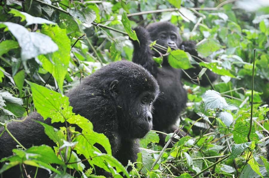 Rwanda: 5-Day Gorilla and Chimpanzee Trekking Tour - Key points to know before booking