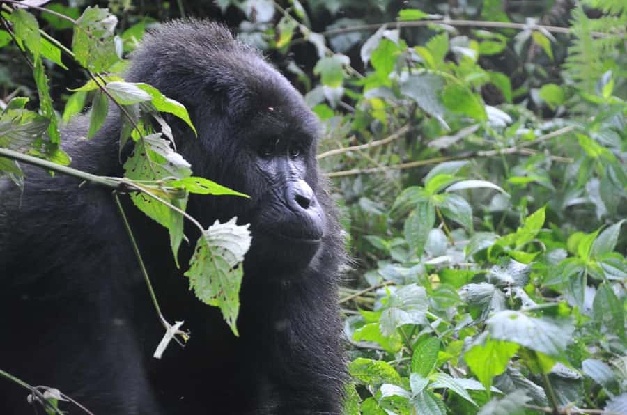 Rwanda: 5-Day Gorilla and Chimpanzee Trekking Tour - Why this five-day route works