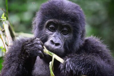5-Day Gorilla and Chimpanzee Trekking Tour