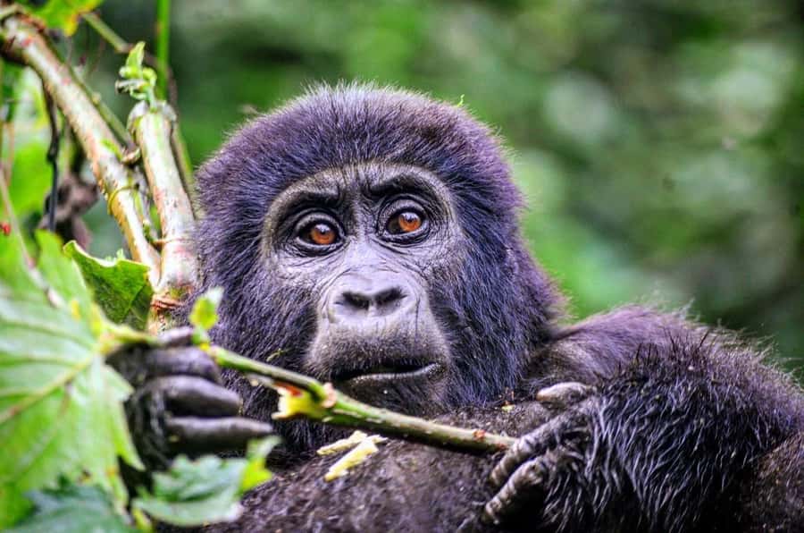 Rwanda: 5-Day Gorilla and Chimpanzee Trekking Tour - Day 3: Nyungwe to Volcanoes National Park