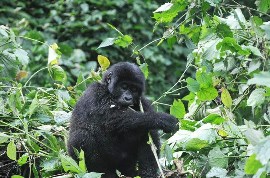 Rwanda: 5-Day Gorilla and Chimpanzee Trekking Tour - Day 4: Meeting mountain gorillas