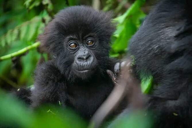 Rwanda One Day Gorilla Trekking with Iby’iwacu Culture Visit - Transport, Group Size, and Physical Effort