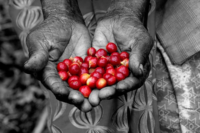 Rwandan Coffee Experience - Key points to know before booking
