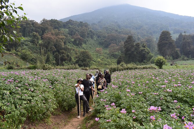 Scenic walk around volcanoes - Five volcanoes and misty mountain views