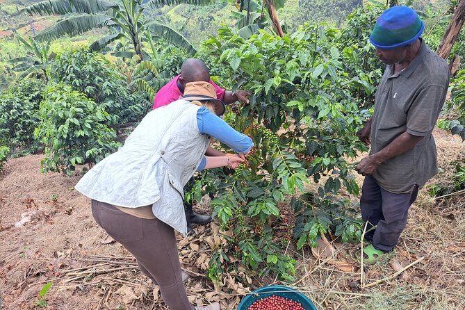 Tea and coffee tours - Starting in Rubavu at 8:00 am