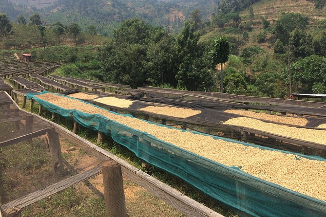 The Amazing Congo Nile Hiking & Biking Trail - Arriving at the coffee washing station