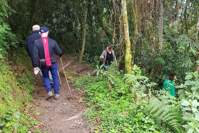 Three-day Nyungwe Canopy and Kivu Lake Adventure - Why This Route Works So Well